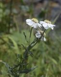 Achillea pyrenaica. Верхушка побега с соцветиями. Испания, автономное сообщество Каталония, провинция Жирона, комарка Рипольес, муниципалитет Сеткасес, курорт \"Вальтер 2000\", ≈2150 м н.у.м., приречная луговина в верховьях р. Тер. 27.07.2021.