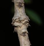 Image of taxon representative. Author is Татьяна Мальчинская