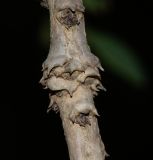 род Phyllanthus