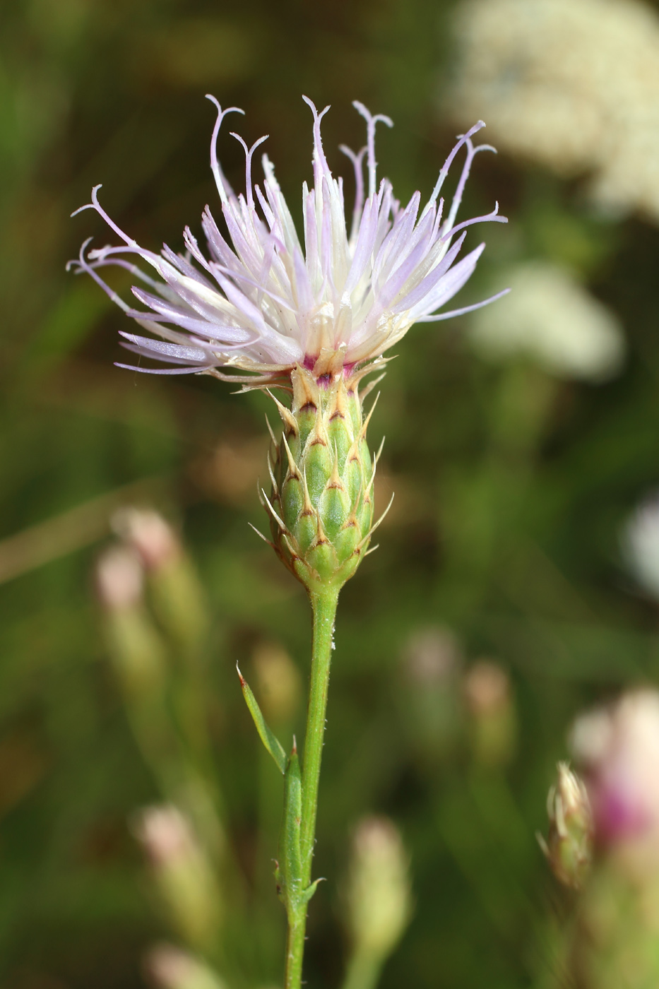 Image of Klasea erucifolia specimen.