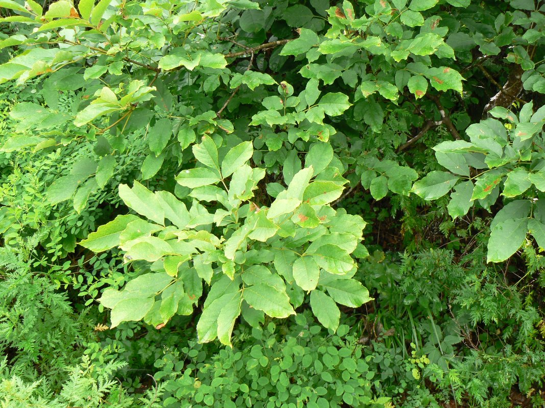 Image of Fraxinus rhynchophylla specimen.