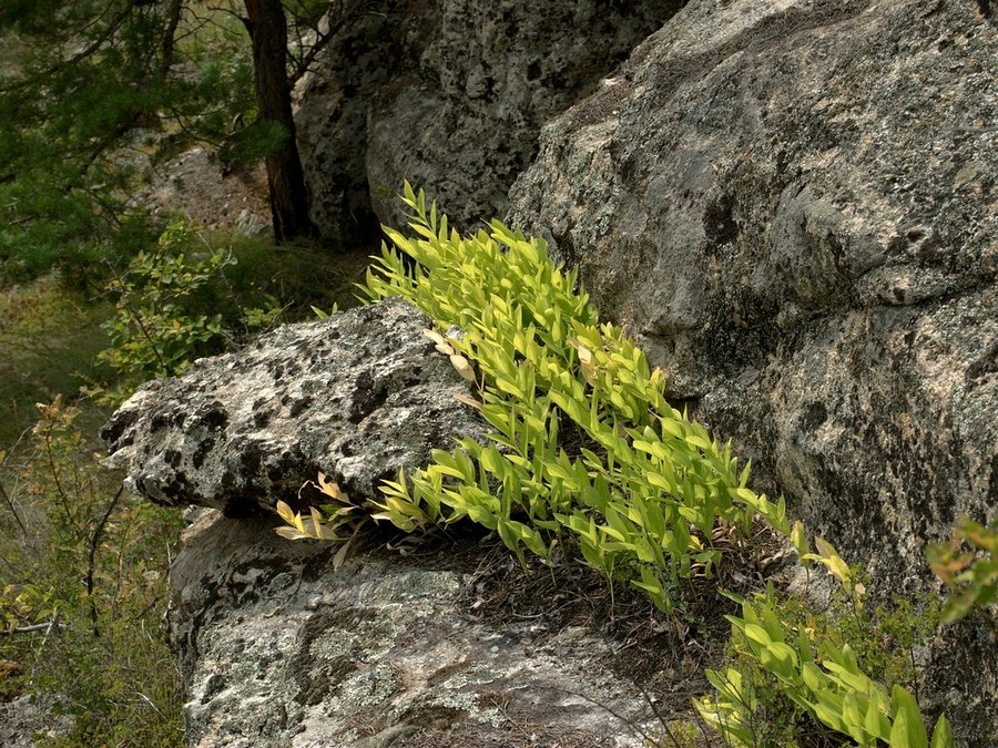 Image of Polygonatum odoratum specimen.