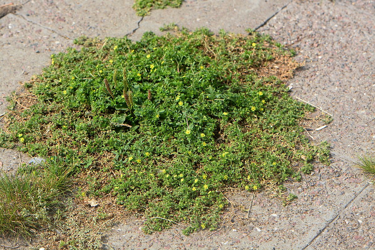 Image of Potentilla supina specimen.