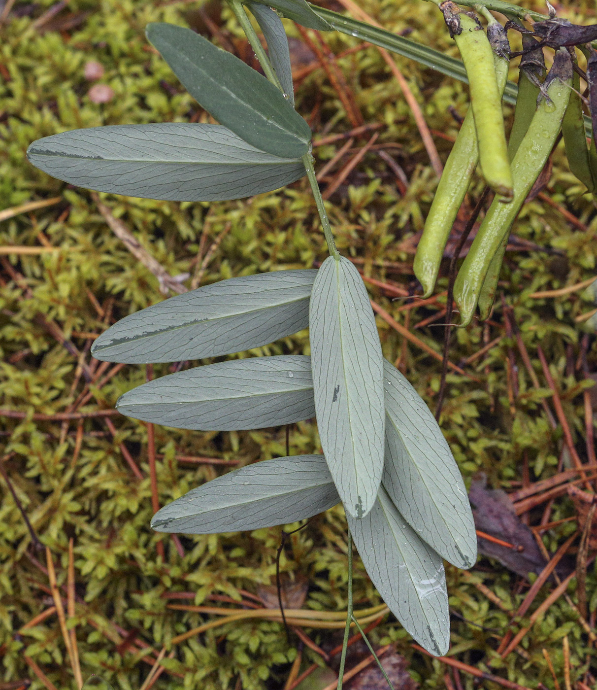 Image of Lathyrus palustris specimen.