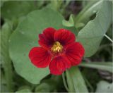 Tropaeolum majus