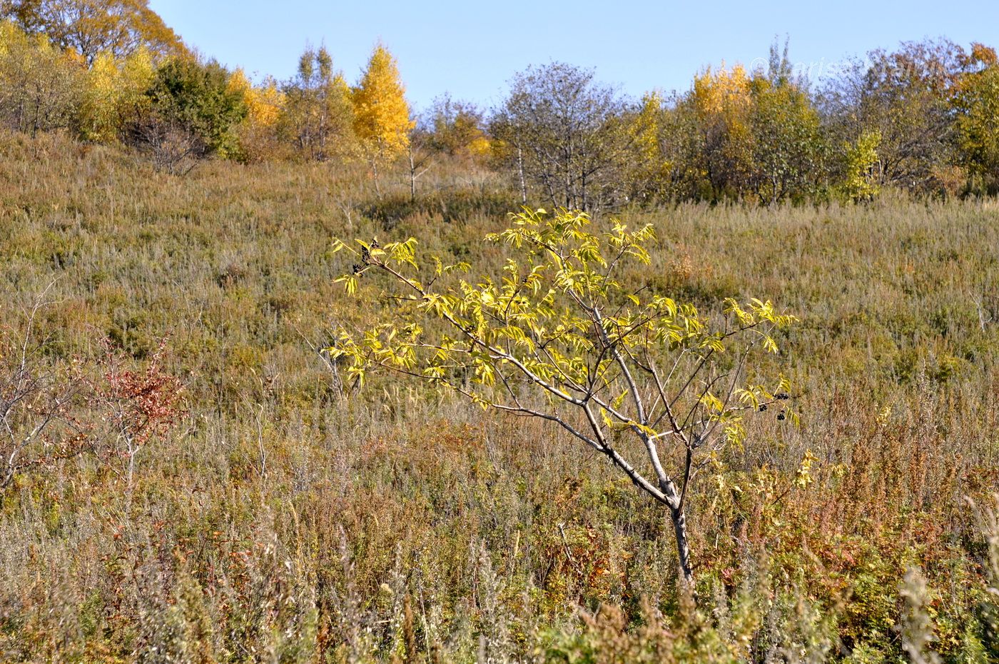 Изображение особи Phellodendron amurense.