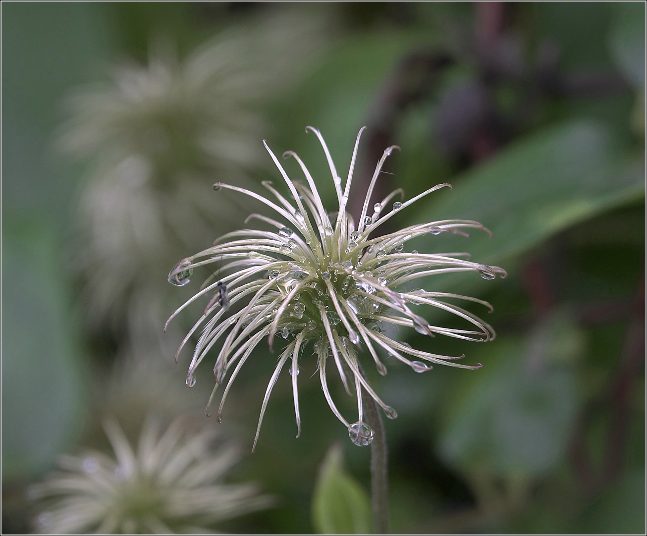 Изображение особи Clematis &times; jackmanii.