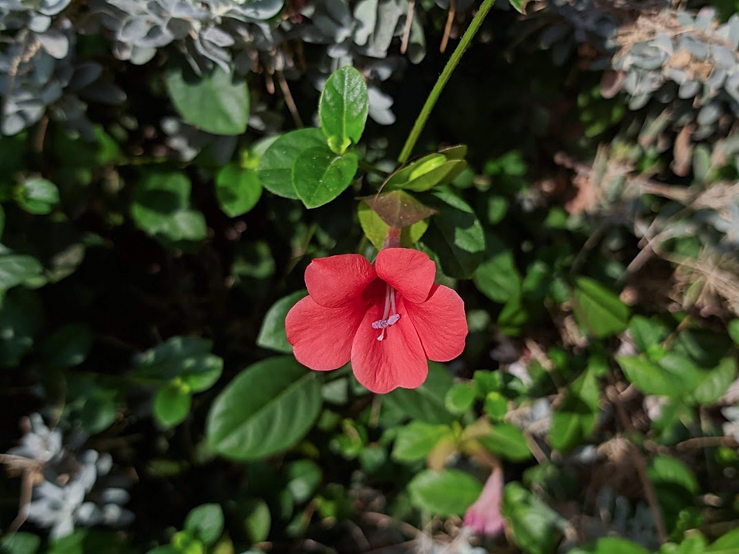 Image of Barleria repens specimen.