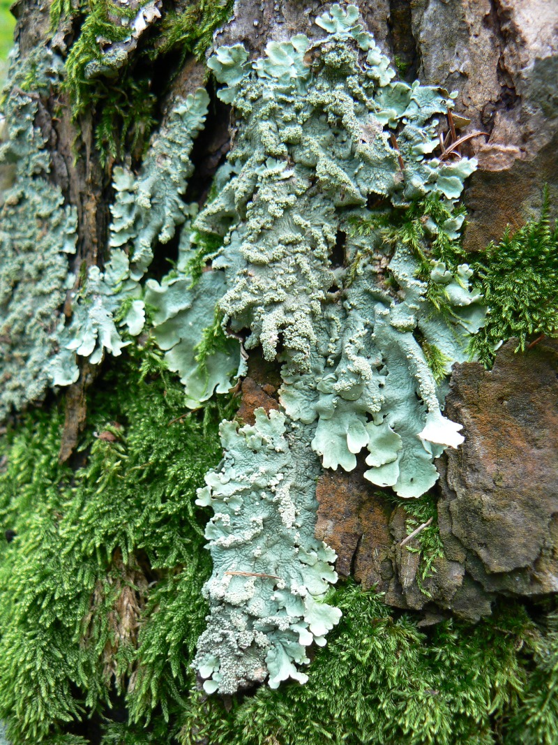 Image of Flavoparmelia caperata specimen.