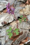 Corydalis solida. Цветущее растение. Республика Татарстан, Волжско-Камский заповедник. 27.04.2010.