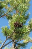 Pinus friesiana. Ветвь с вызревшей вскрывшейся шишкой. Мурманская обл., Кольский р-н, 17-й км Серебрянской дороги, окр. оз. Лапоть, плоская вершина небольшой сопки, ерниково-вороничная лесотундра. 20.09.2021.