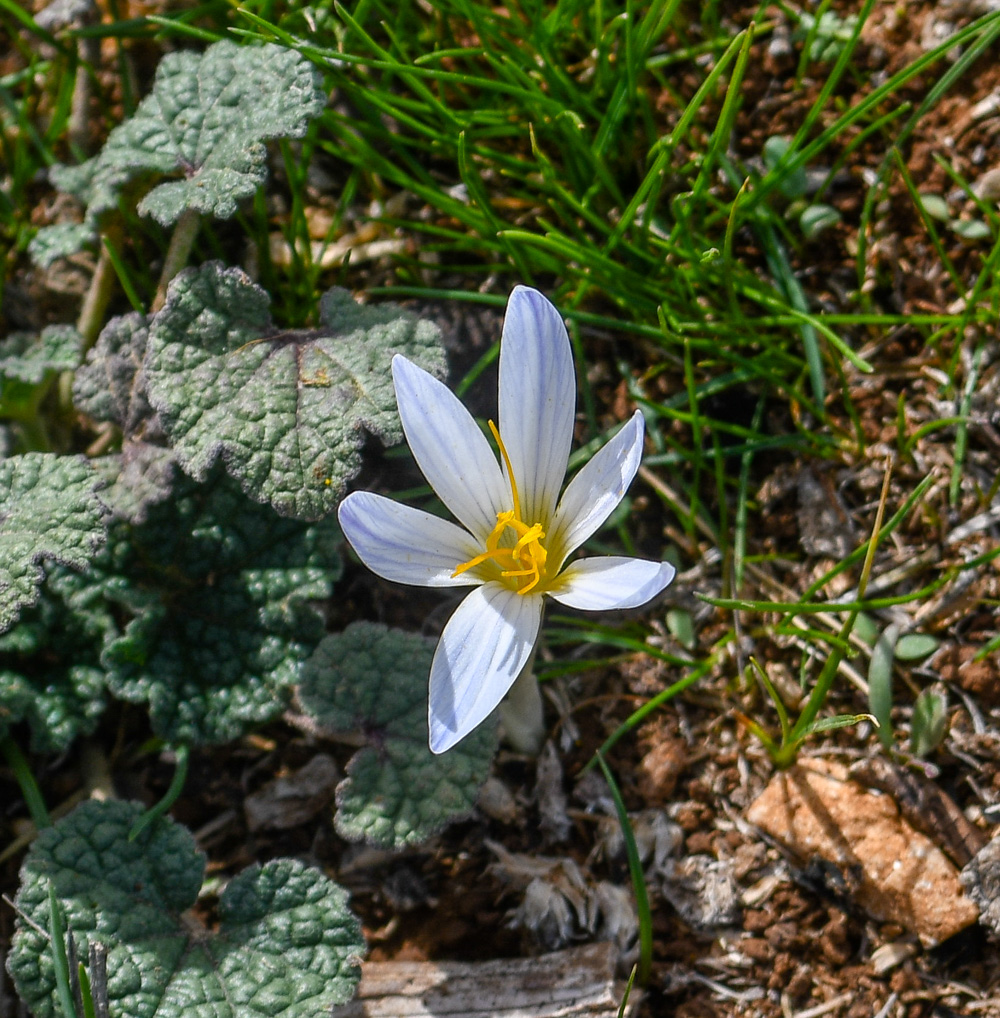 Image of Crocus aleppicus specimen.