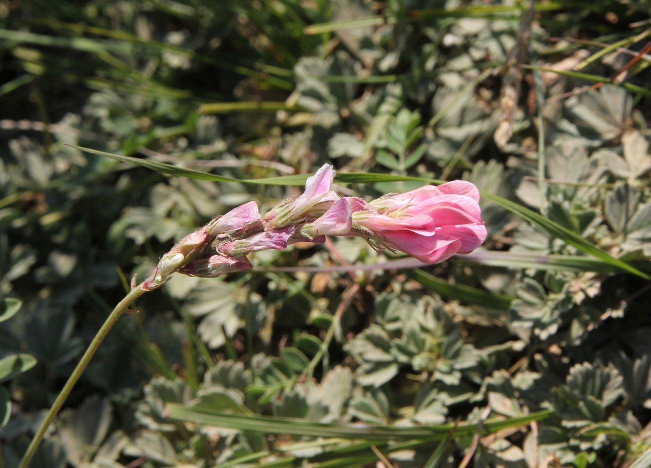 Image of Hedysarum gmelinii specimen.