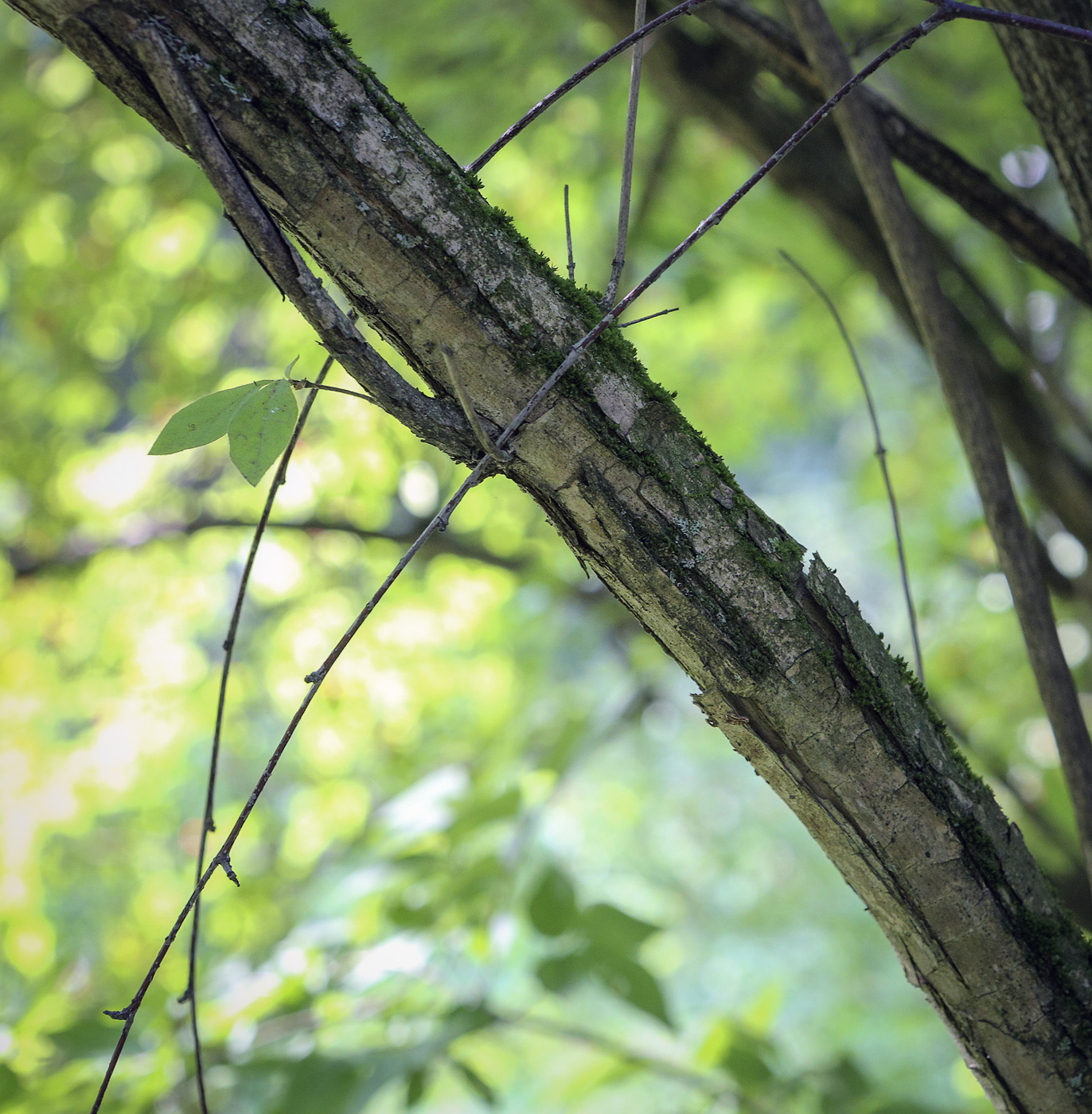 Image of genus Lonicera specimen.