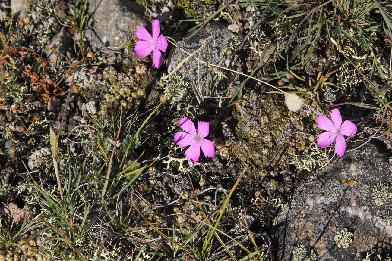 Image of Dianthus versicolor specimen.