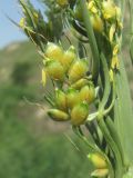 Sorghum bicolor. Часть соцветия. Северная Осетия, Кировский р-н, окр. с. Карджин, свалка в степи. 09.08.2021.