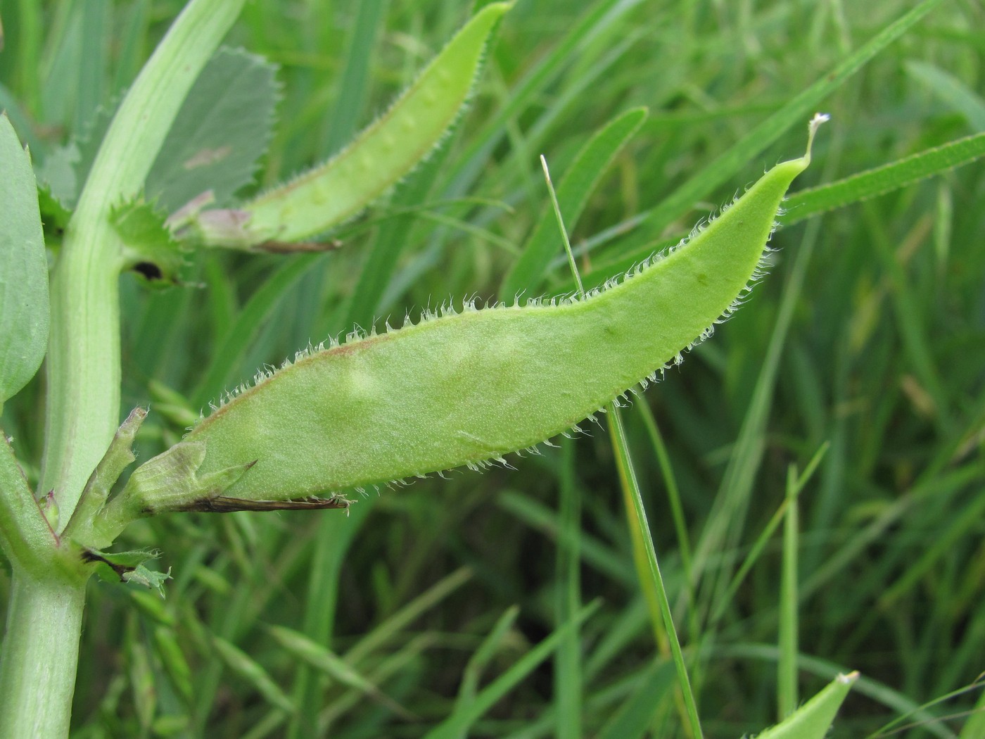 Image of Vicia serratifolia specimen.