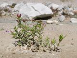 Chamaenerion colchicum