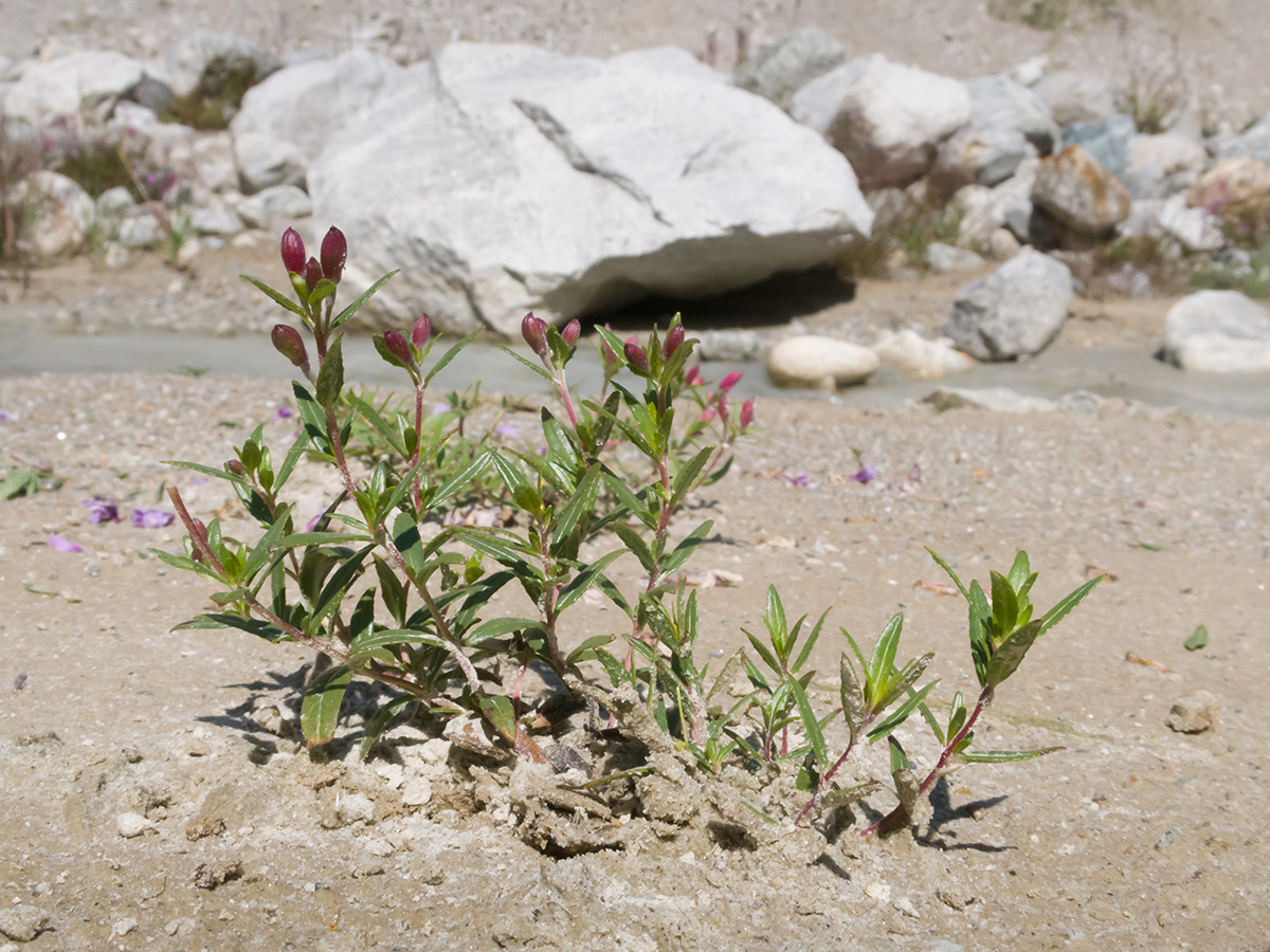 Image of Chamaenerion colchicum specimen.