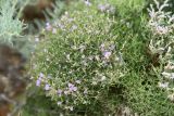 Limonium caspium. Цветущее растение. Крым, Арабатская стрелка, солончак. 7 августа 2021 г.