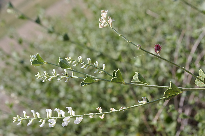 Изображение особи Meristotropis triphylla.