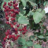 Rubus guyanensis. Соплодия и листья. Венесуэла, национальный парк \"Канайма\", подножия скал Рораймы. 01.02.2007.