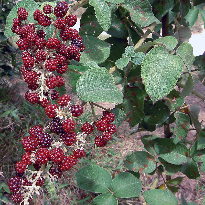 Изображение особи Rubus guyanensis.