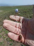 Anemone caucasica