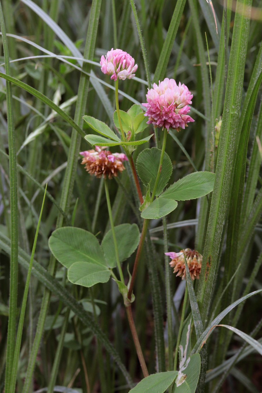 Изображение особи Trifolium hybridum.