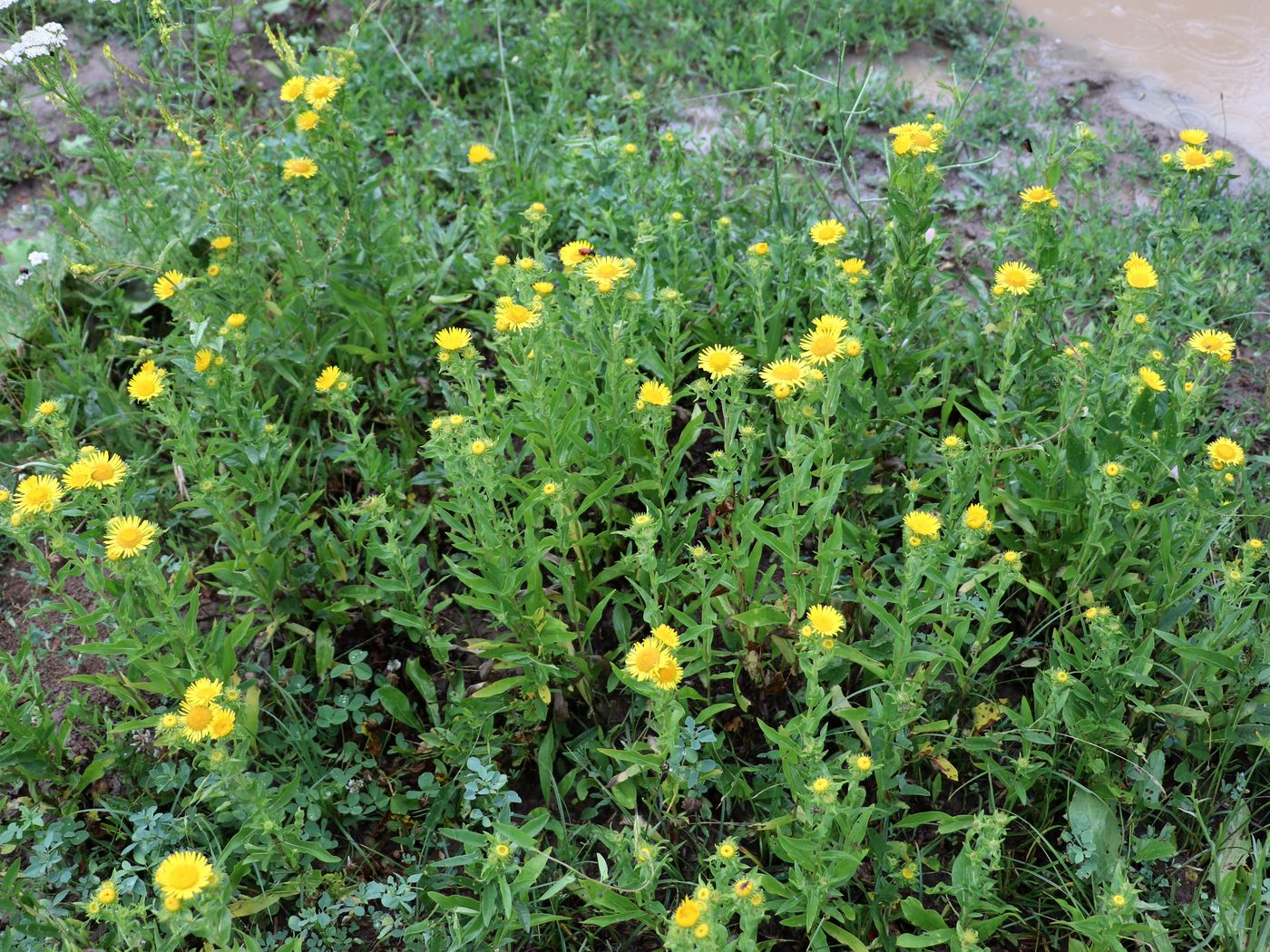 Image of Inula britannica specimen.