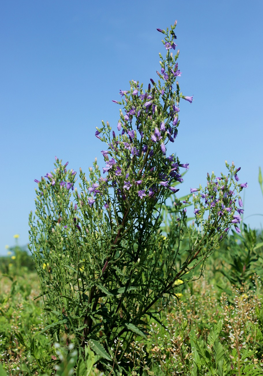 Изображение особи Campanula sibirica.