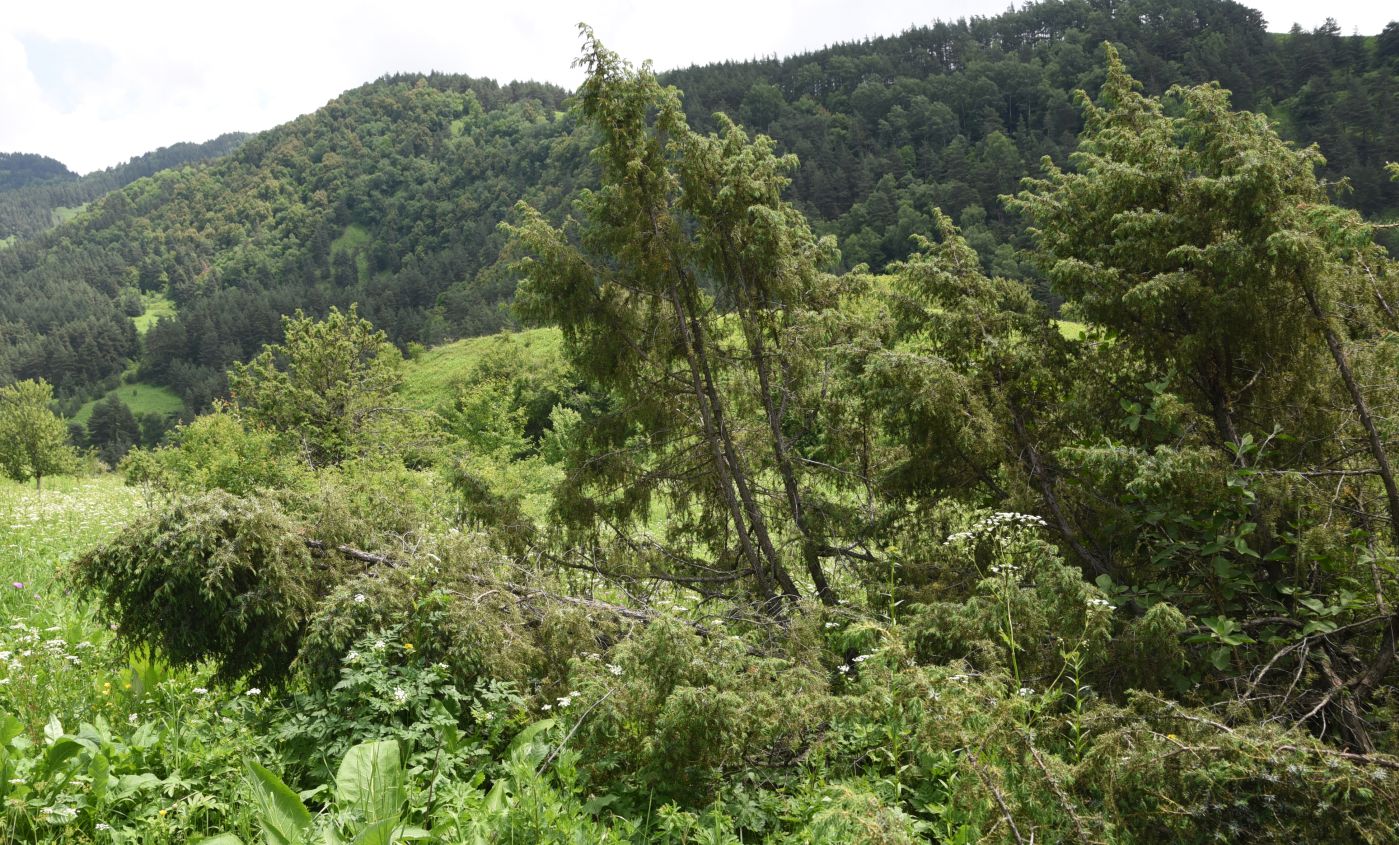 Image of Juniperus oblonga specimen.