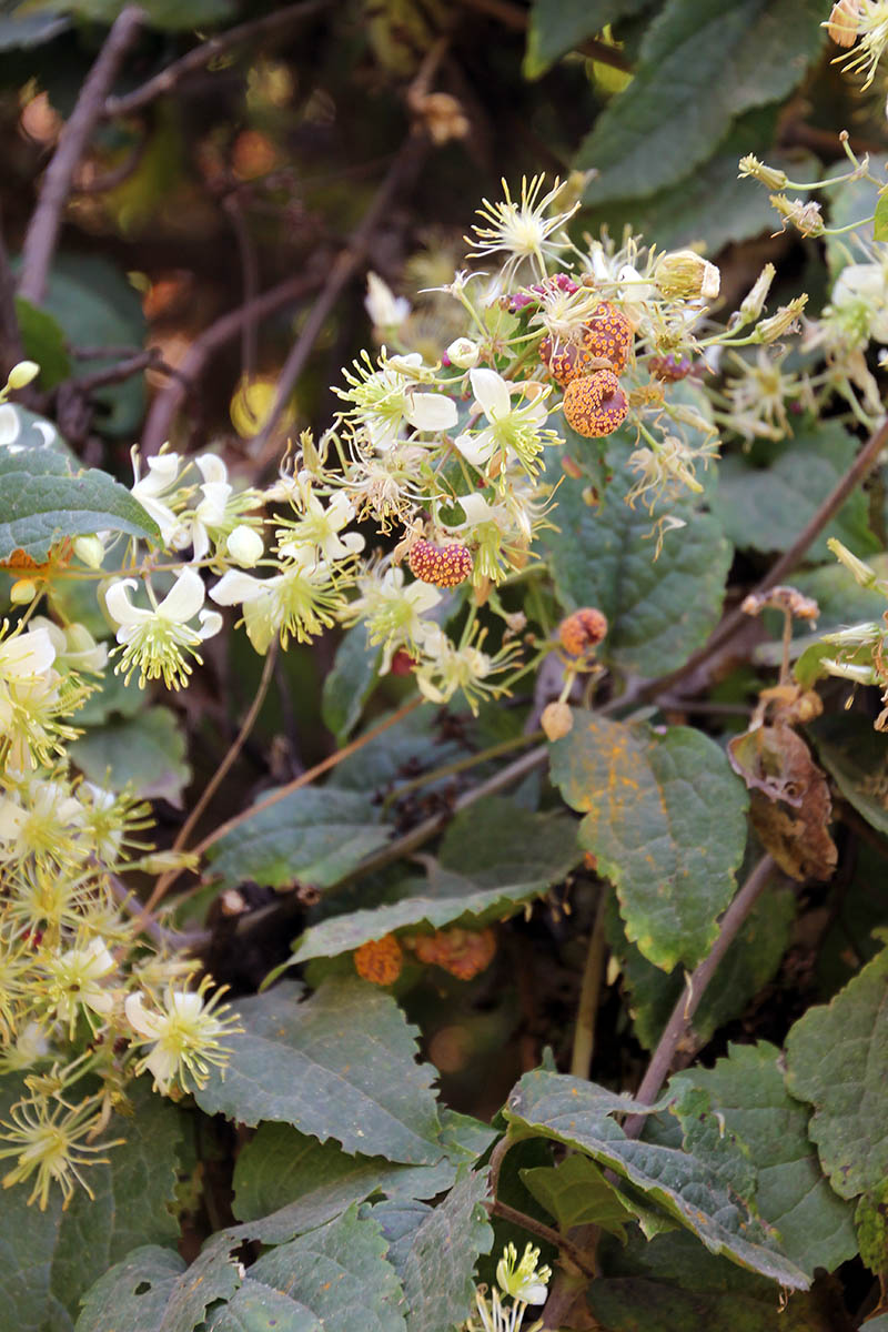 Изображение особи род Clematis.