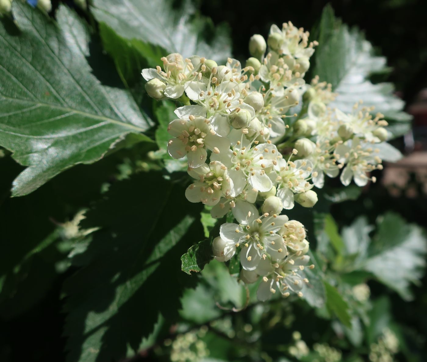 Изображение особи Sorbus hybrida.