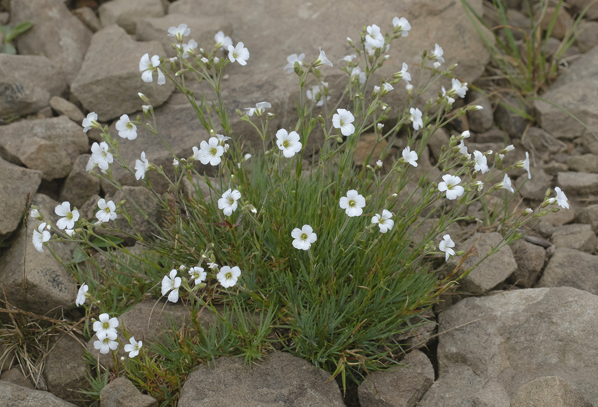 Image of Minuartia circassica specimen.