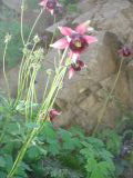 Aquilegia atrovinosa