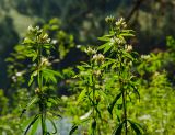 Trifolium spryginii. Верхушки цветущих растений. Челябинская обл., Нязепетровский р-н, Шемахинское сельское поселение, окр. с. Арасланово, вершина камня Лось. 3 июля 2022 г.