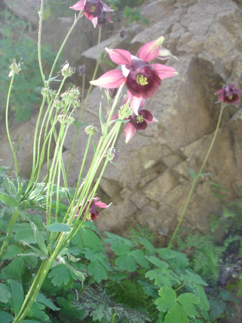 Изображение особи Aquilegia atrovinosa.