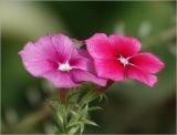 Phlox drummondii
