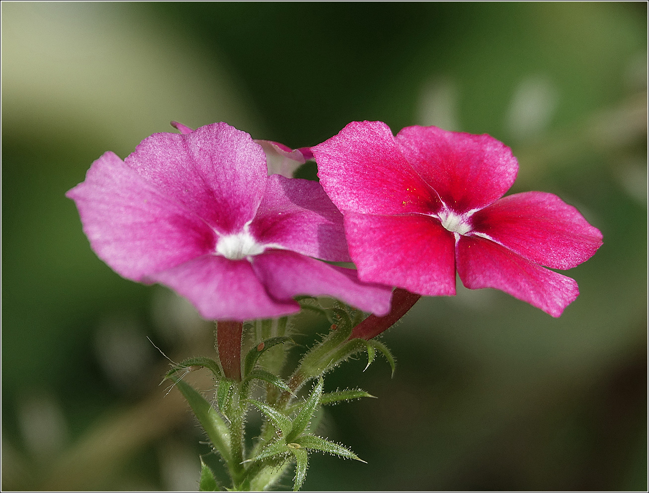 Изображение особи Phlox drummondii.