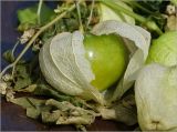 genus Physalis