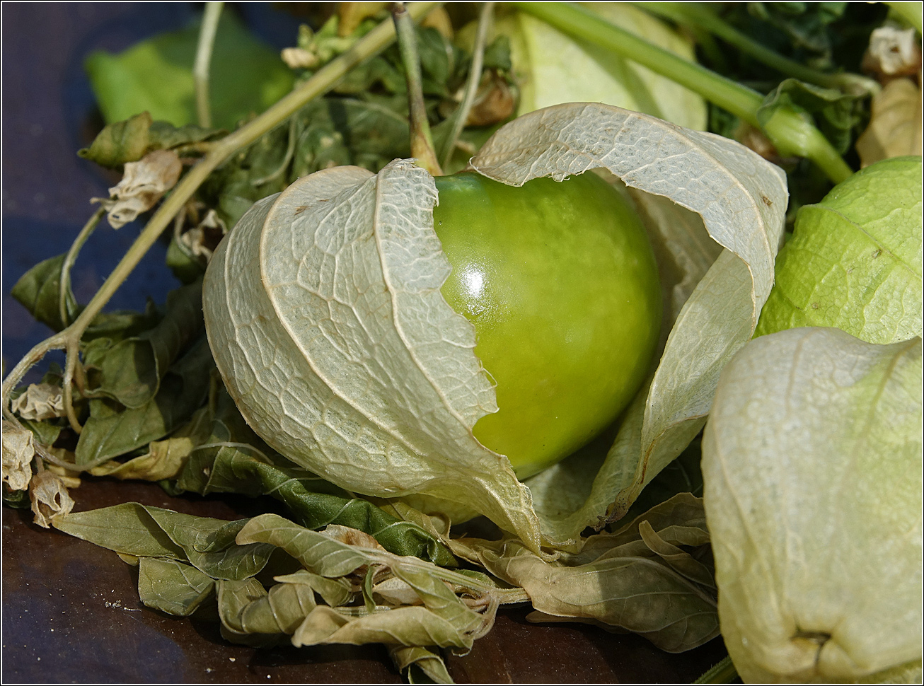 Изображение особи род Physalis.