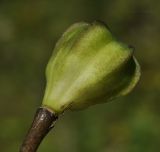 Lilium distichum