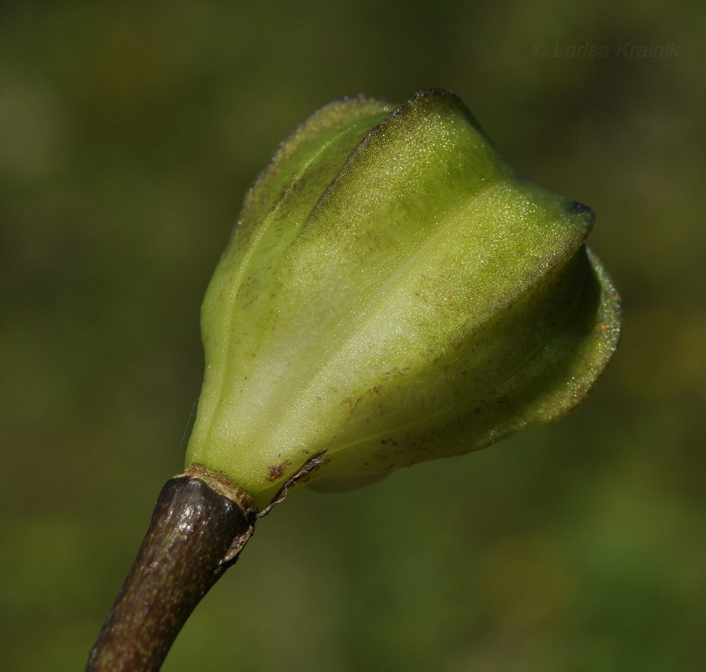 Изображение особи Lilium distichum.