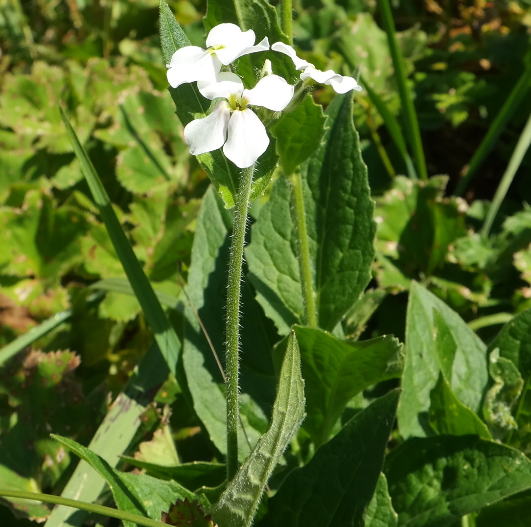 Image of Hesperis voronovii specimen.