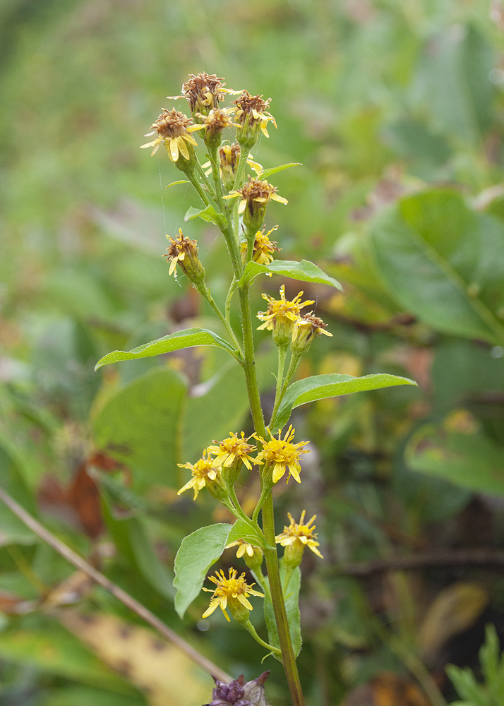 Изображение особи род Solidago.