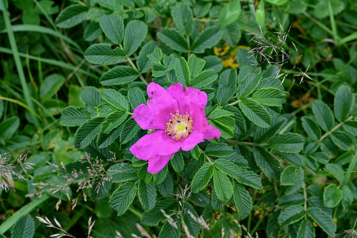 Image of Rosa rugosa specimen.