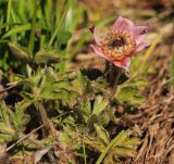 Pulsatilla chinensis