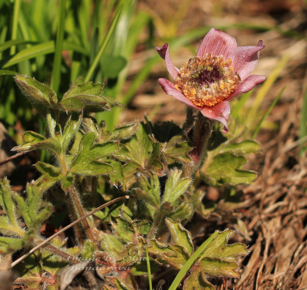Image of Pulsatilla chinensis specimen.