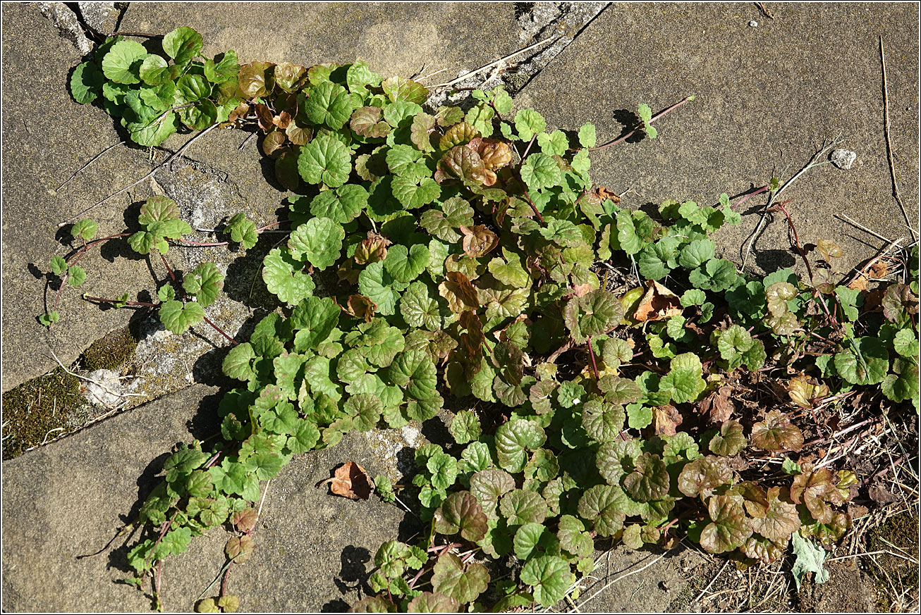 Image of Glechoma hederacea specimen.